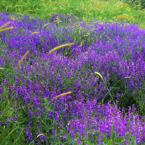 Nepeta faassenii - Herbe à Chats