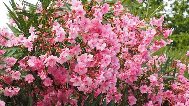 Taille Laurier-rose
