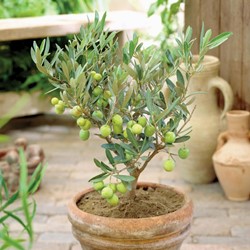 Olivier - Olea europaea (2-pack)