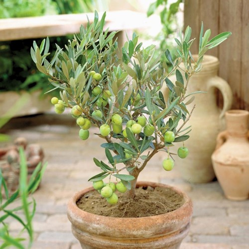 Olivier - Olea europaea (2-pack)