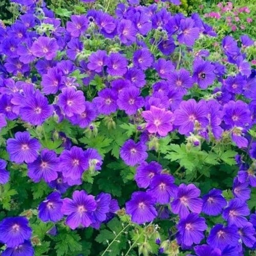 Geranium sanguineum Johnson's Blue (Pack de Six)