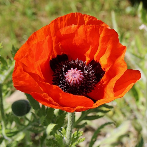 Pavot d'Orient - Papaver rhoeas