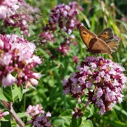 Origanum Herrenhausen - Origan