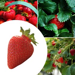 5x Aardbeien planten  Ostara - Fragaria