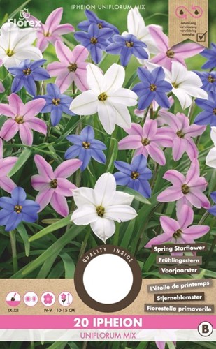 Ipheion Uniflorum Mix - Étoile de Printemps
