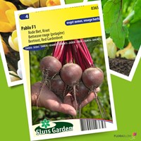 Betterave rouge Pablo F1 - Beta vulgaris -2