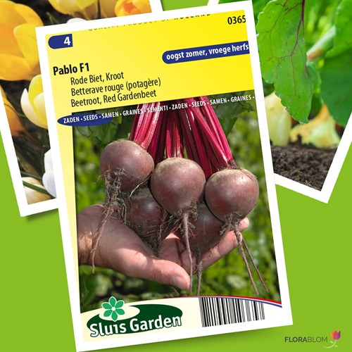 Betterave rouge Pablo F1 - Beta vulgaris -2