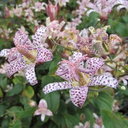 Lis des crapauds « Orchidee de jardin Tricyrtis hirta »