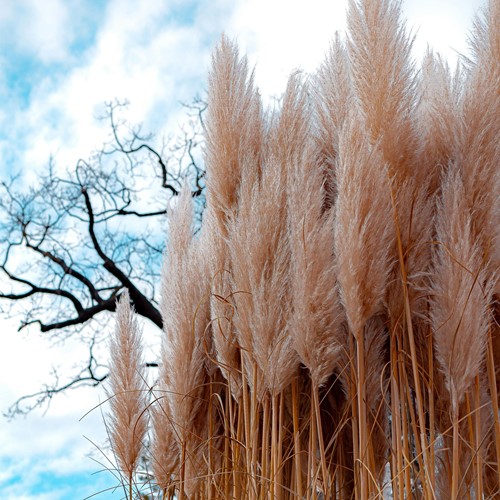 Herbe de la Pampa Rose - Cortaderia selloana 
