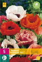 Papaver orientalis Mix - Pavot d'Orient-2