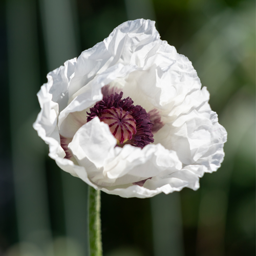 Papaver orientale Perry's White - Pavot d Orient