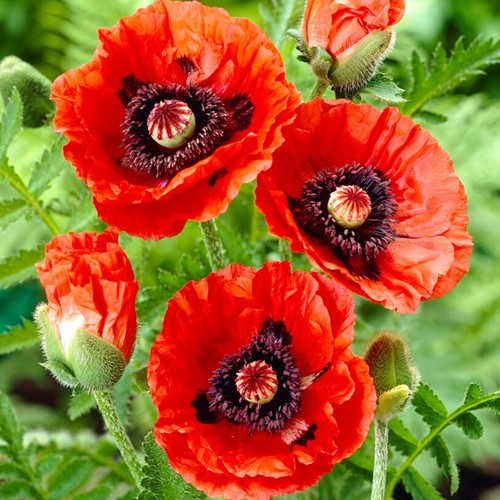 Papaver orientale Rembrandt - Pavot d Orient (Pack de six)