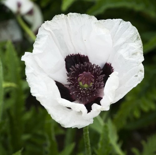 Papaver orientale Royal Wedding – Pavot d'Orient