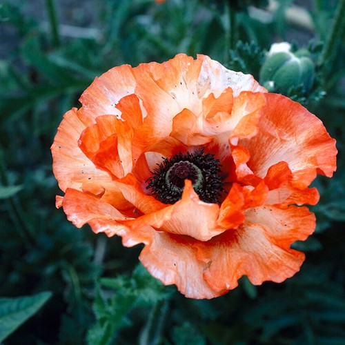 Pavot Picotee - Papaver orientale