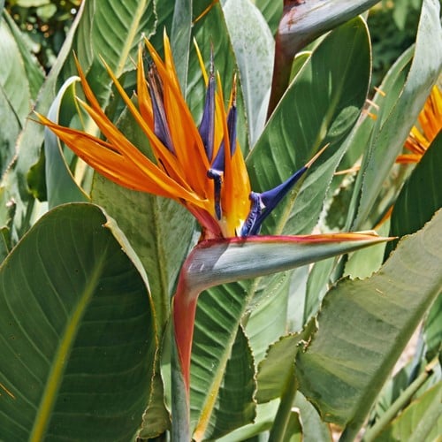 Oiseau de paradis - Strelitzia reginae