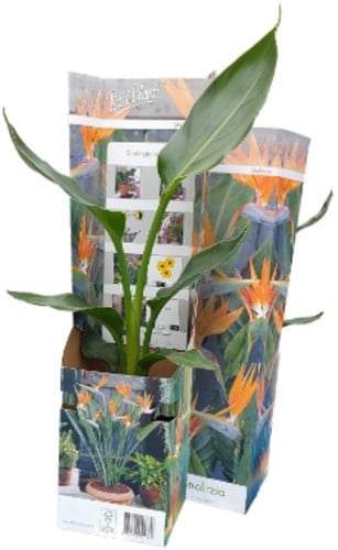 Oiseau de paradis - Strelitzia reginae-2