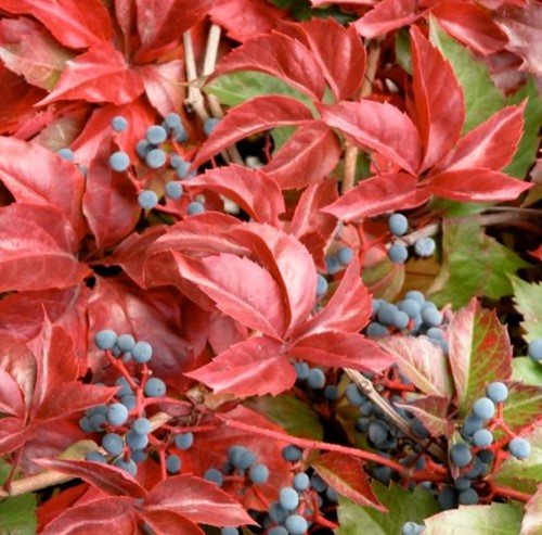 Parthenocissus quinquefolia engelmannii - Vigne vierge à cinq folioles (Pack de trois)