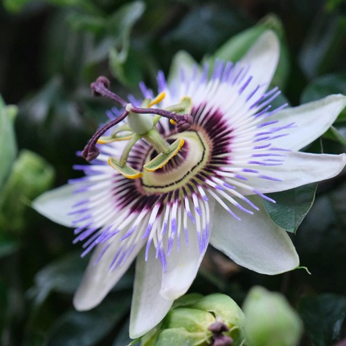 Fleur de la Passion, Passion Bleu - Passiflora