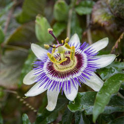Passiflora edulis - Passiflore