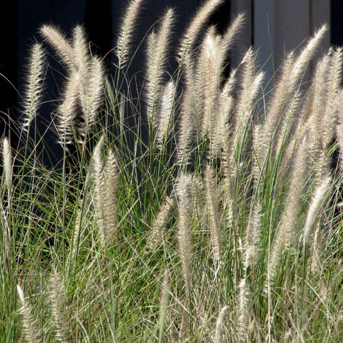 Herbe aux Ecouvillons Hameln - Pennisetum Alopecuroides