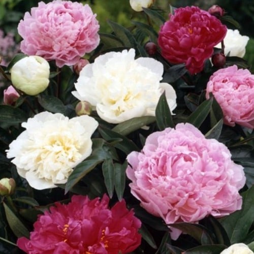 Pivoine Blanc, Rouge & Rose - Paeonia