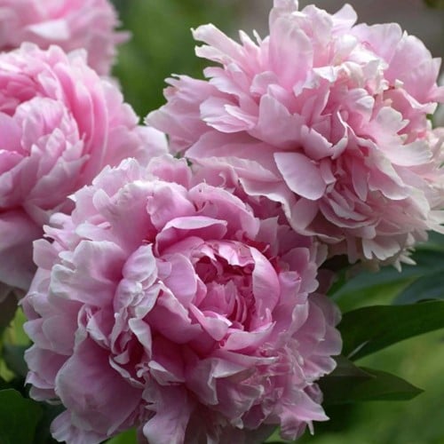 Pivoine Rose - Sarah Bernardt