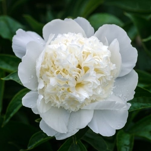 Pivoine Blanche - Paeonia