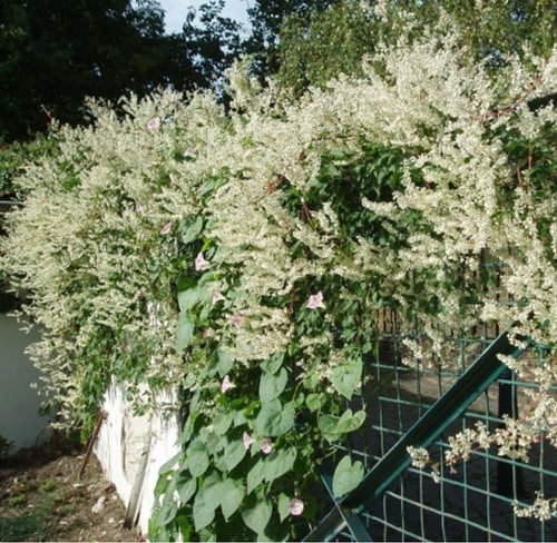 Persicaria amplexicaulis Alba - Rénouée (Pack de Six)