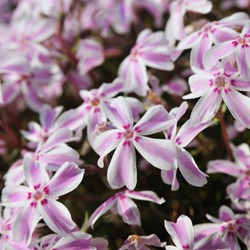 Phlox Subulata Candy Stripes - Phlox mousse
