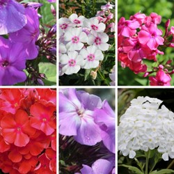 Phlox Paniculata mix Phlox paniculé (Pack de Six)