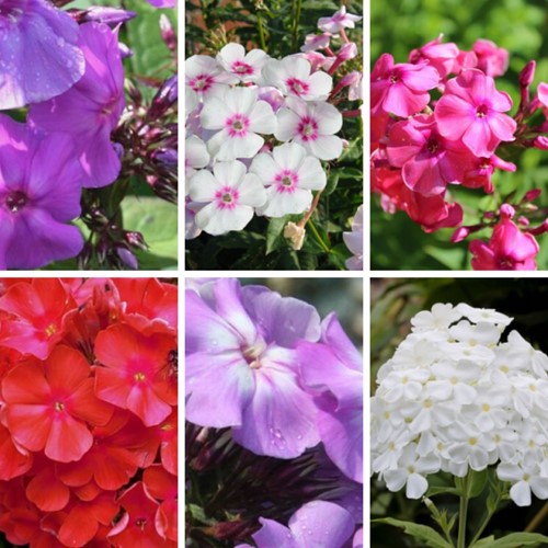 Phlox Paniculata mix Phlox paniculé (Pack de Six)