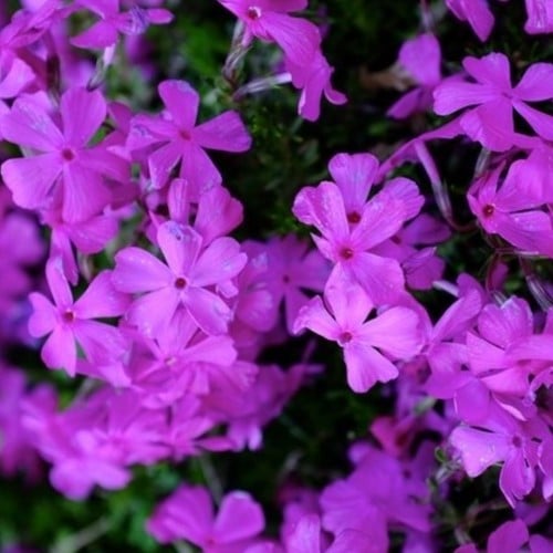 Phlox Subulata Purple Beauty - Phlox Mousse (Pack de Trois)