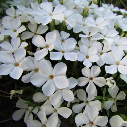 Phlox subulata White Delight - Phlox mousse