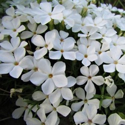 Phlox subulata White Delight - Phlox mousse (Pack de six)