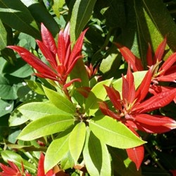 Pieris Japonica Carnaval - Androméde