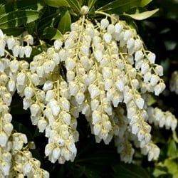Pieris Japonica Cupido - Andromède
