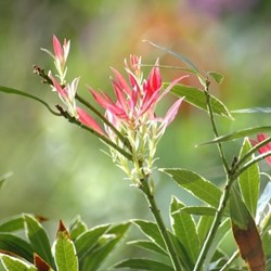 Pieris Japonica Flaming Silver - Andromède