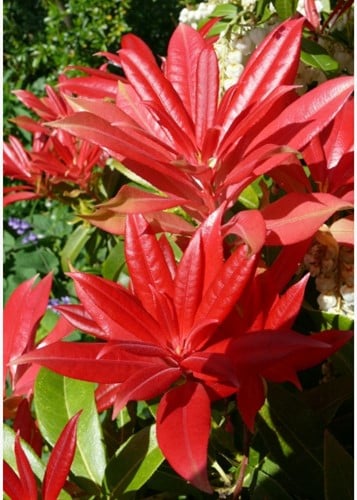 Pieris japonica Mountain Fire - Andromède du Japon