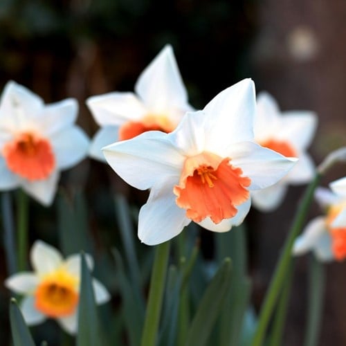 Narcisses Pink Charm - Narcissus