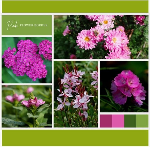 Plate-bande Rose (12 plantes: 2m²)