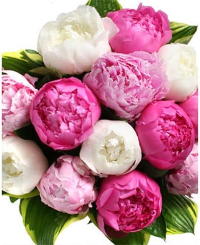 Pivoines en Mélange - Paeonia