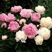 Pivoines en mélange - Paeonia
