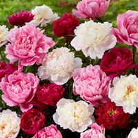 Pivoine Blanc, Rouge & Rose - Paeonia