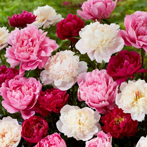 Pivoine Blanc, Rouge & Rose - Paeonia