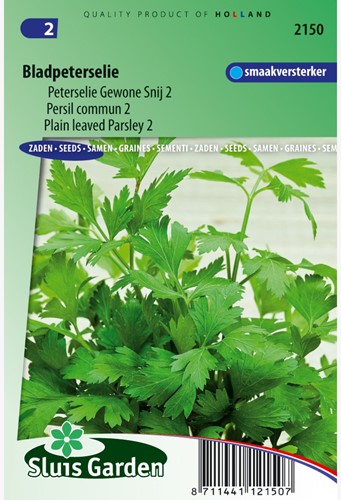 Persil commun 2 - Petroselinum hortense