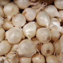 Bulbes d’oignon blanc Silvermoon - Allium cepa