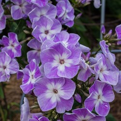 Phlox paniculata Laura