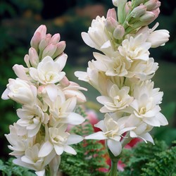Polianthes tuberosa The Pearl (Grootverpakking) - Tuberroos