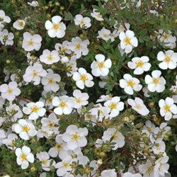 Potentilla Fruticosa Abbotswood - Potentille