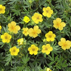 Potentilla fruticosa Kobold - Potentille
